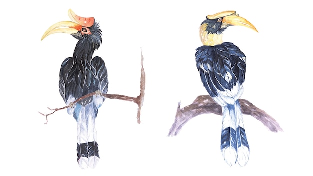 hornbill painted in watercolor.Birds that are wildlife protection on the branch.