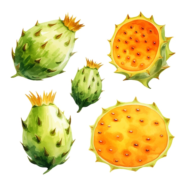 Horned melon watercolor clipart white background