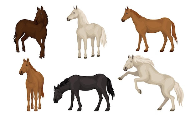 異なる色の美しい馬をセットした馬の品種 ベクトルイラスト