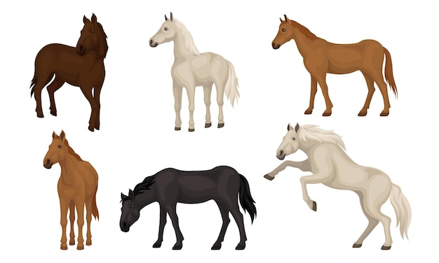 Vector horse breeds set beautiful horses of different colors vector illustration