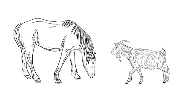 Horse and goat sketch Doodle hand drawn livestock FarmingVector illustration