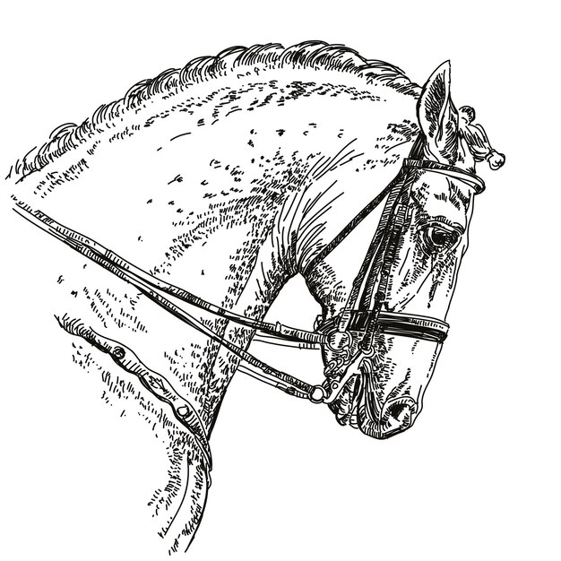 Horse hand drawing illustration