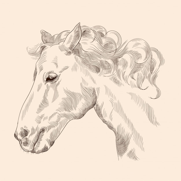 Vector horse head drawing with mane in vintage style