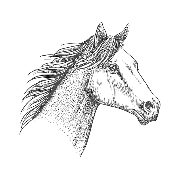 Horse head pencil sketch strokes portrait