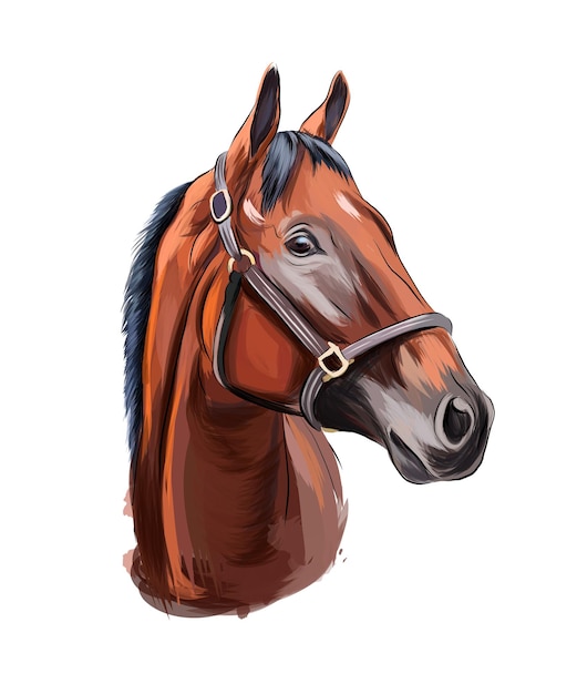 horse head portrait from multicolored paints splash of watercolor colored drawing realistic