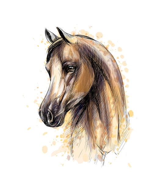 Horse head portrait from splash of watercolors. Hand drawn sketch.  illustration of paints