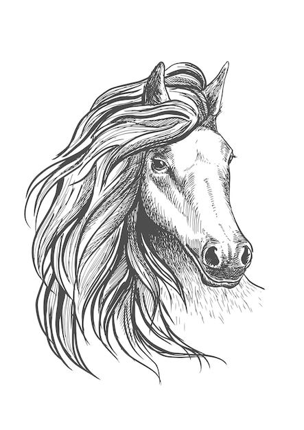 Vector horse head sketch with wavy mane