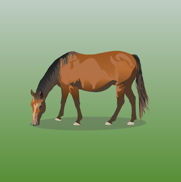 Vector horse illustration