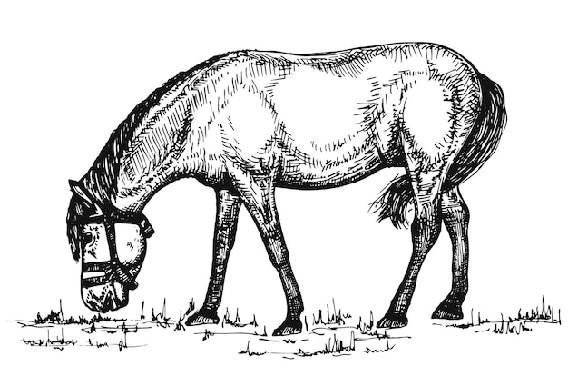 The horse is eating grass by hand drawing Vector sketches