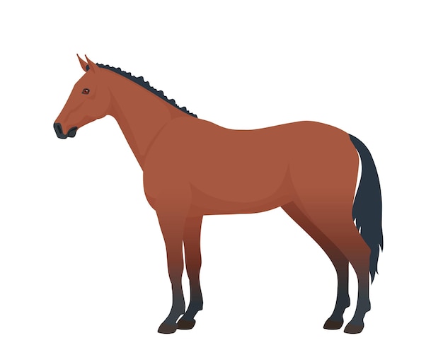 Vector horse side view