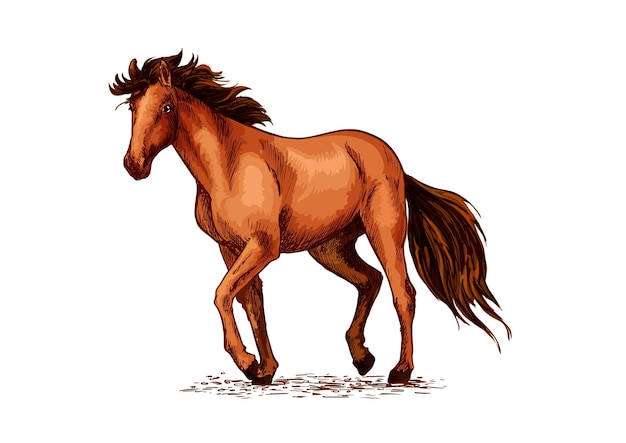 Horse sketch of brown mustang stallion