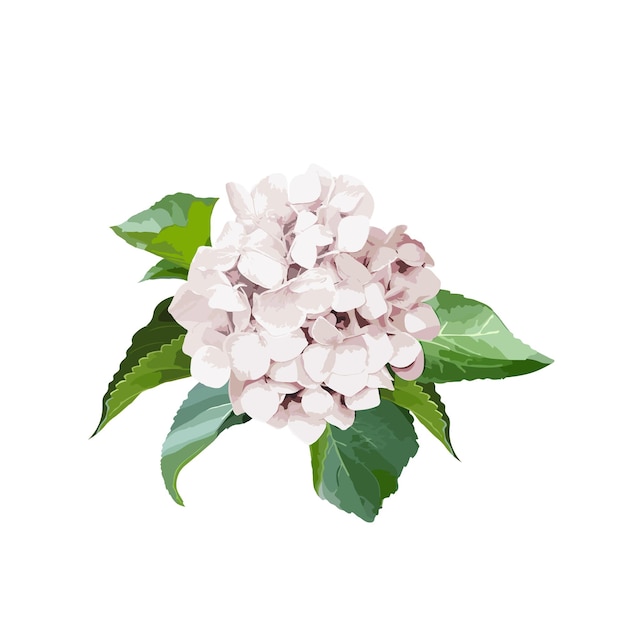 Hortensia bloemen met bladeren