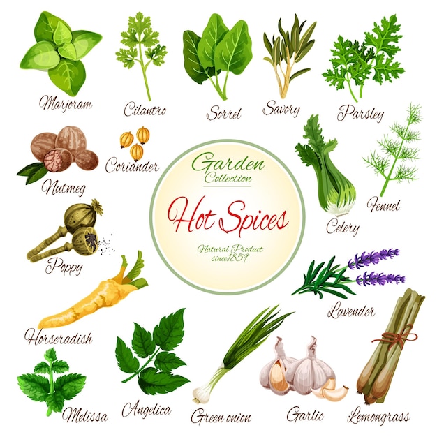 Vector hot spices herbs and vegetable greens poster