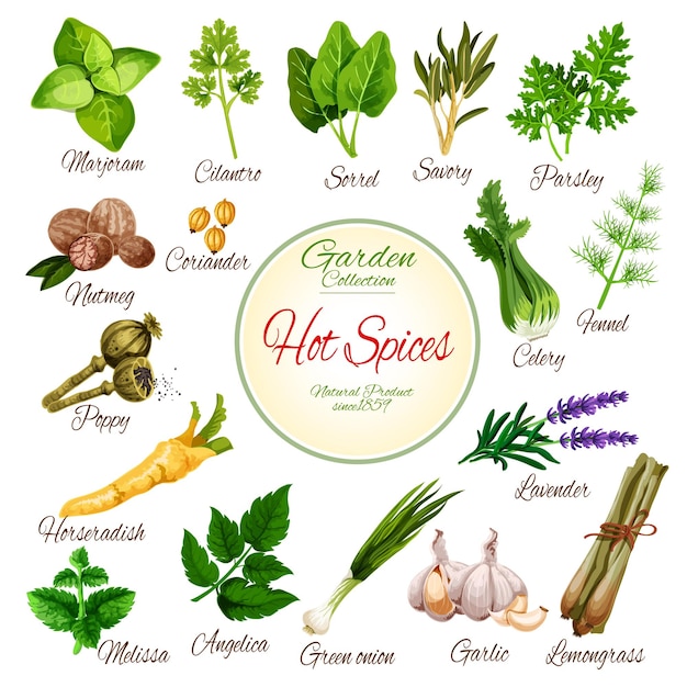 hot spices herbs and vegetable greens poster