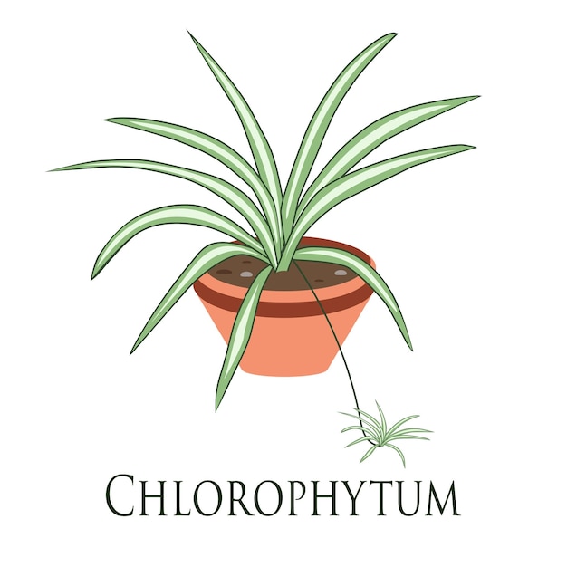 House plant chlorophytum potted Flat design Vector illustration