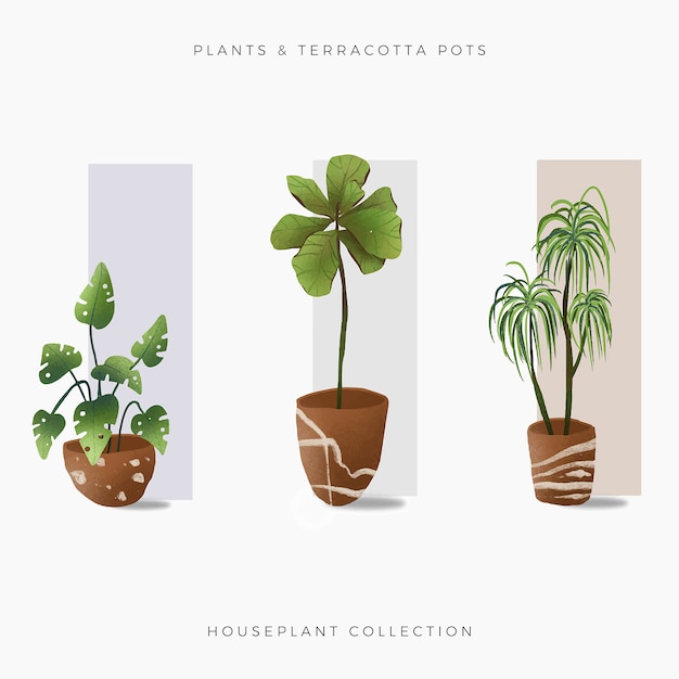 House plant collection