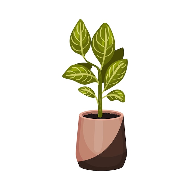 Vector house plant growing in pot isolated on white background vector illustration