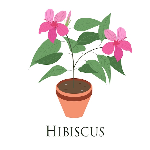 House plant hibiscus potted flat design vector illustration