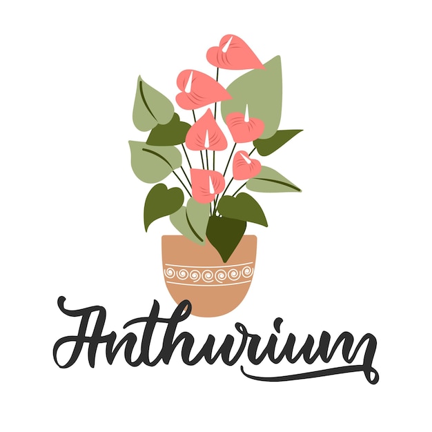 House plant pot Anthurium The lettering design and boho flower are good for flowers shops