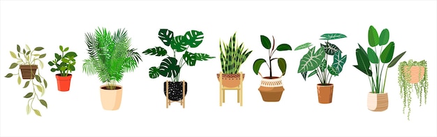 House plants in flower pots