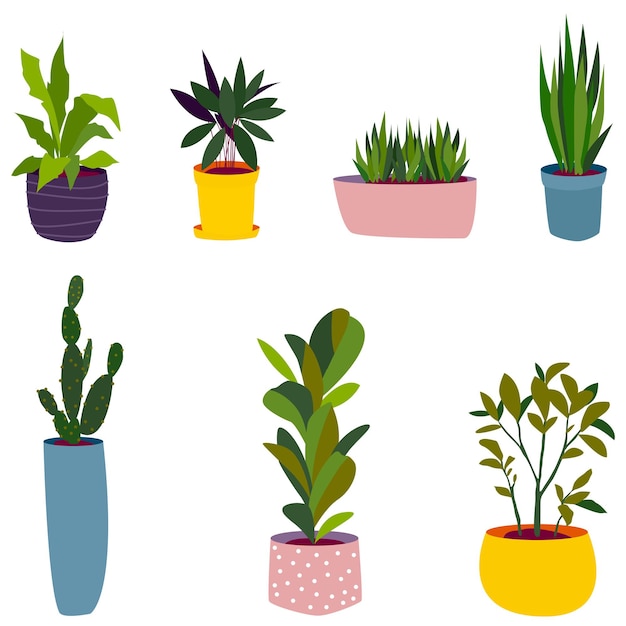 Vector house plants, flowers in colorful pots, different sizes.