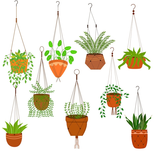 Vector house plants in hanging pots