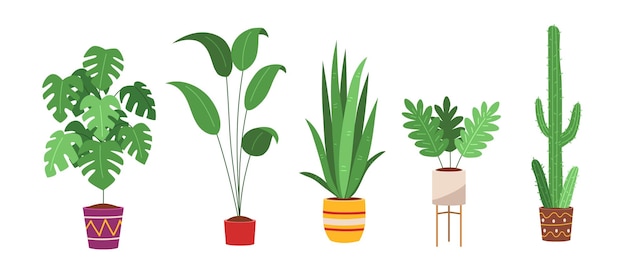 House plants home decoration vector image