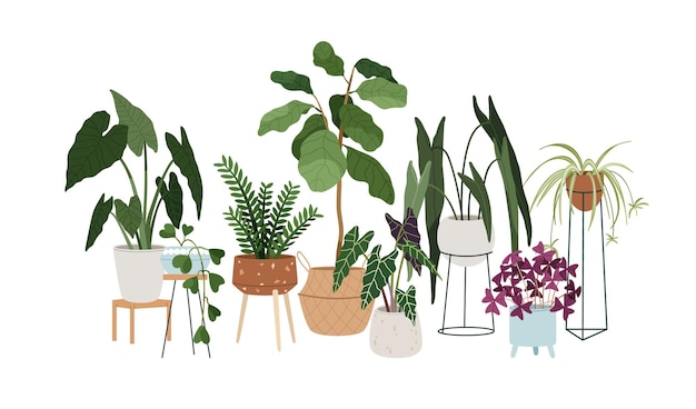 Premium Vector | House plants in pots, planters. interior ...