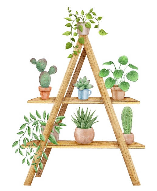 House plants in pots on a shelf