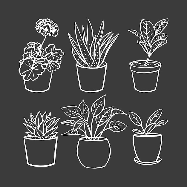 House plants in pots vector illustration