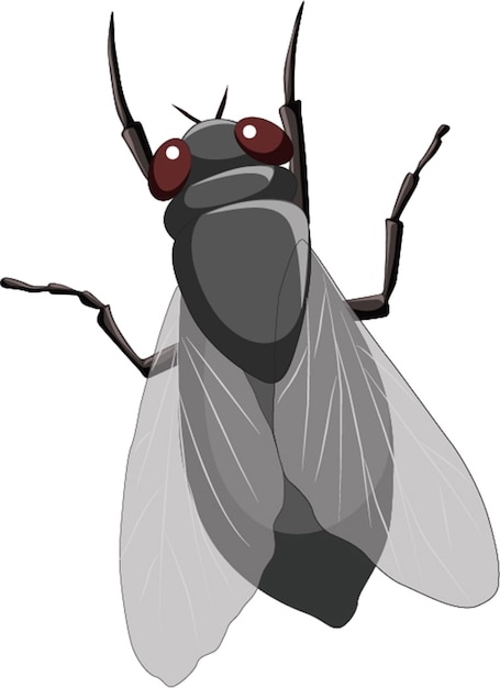 Housefly vector illustration