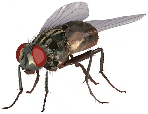 Housefly