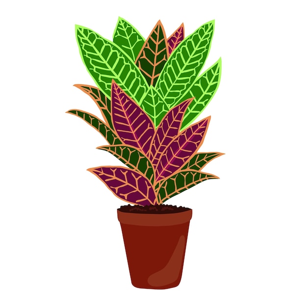 Vector houseplant codiaeum variegatum