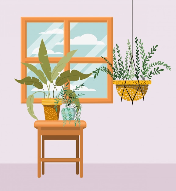 Houseplant in macrame hanger with window