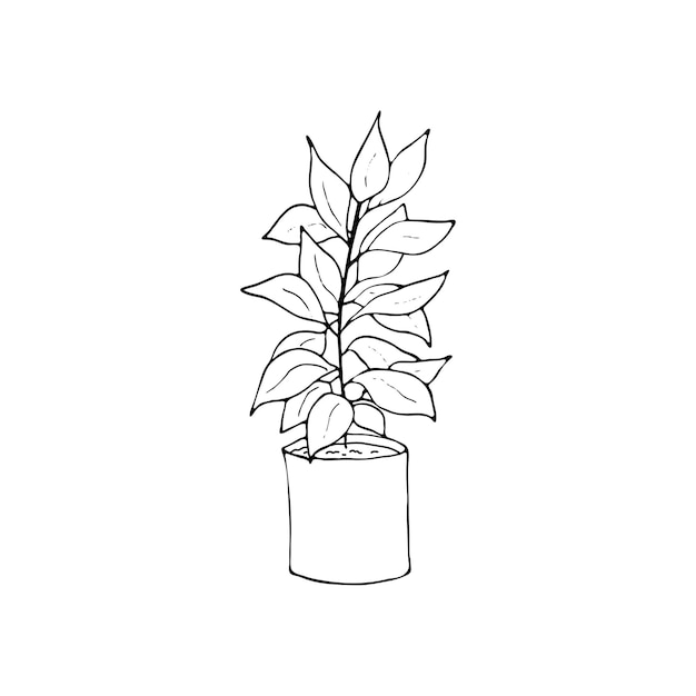 白い背景に分離されたポットの手描きイラストの観葉植物