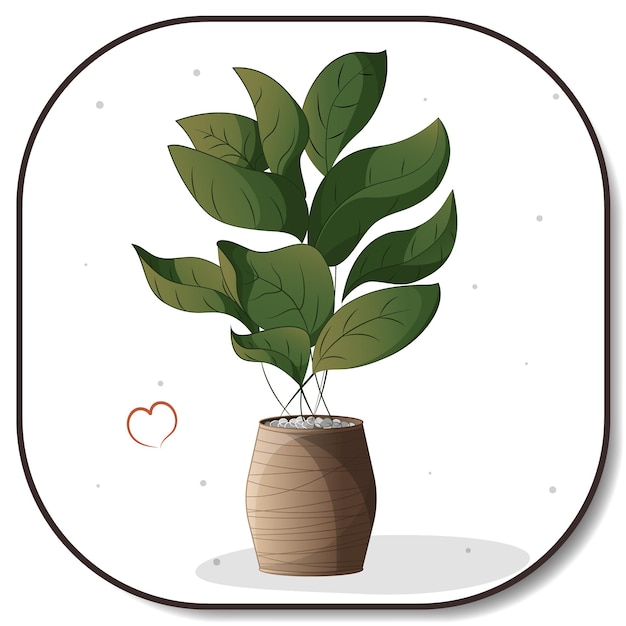 Houseplant in a pot Houseplant home garden gardening plant lover houseplant store concept