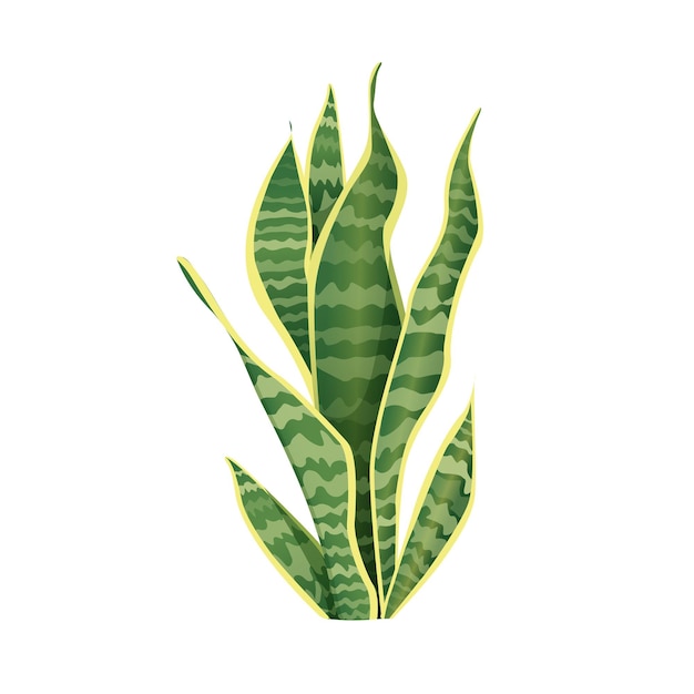 Вектор Комнатное растение сансевиерия для украшения интерьера векторная иллюстрация домашних цветов