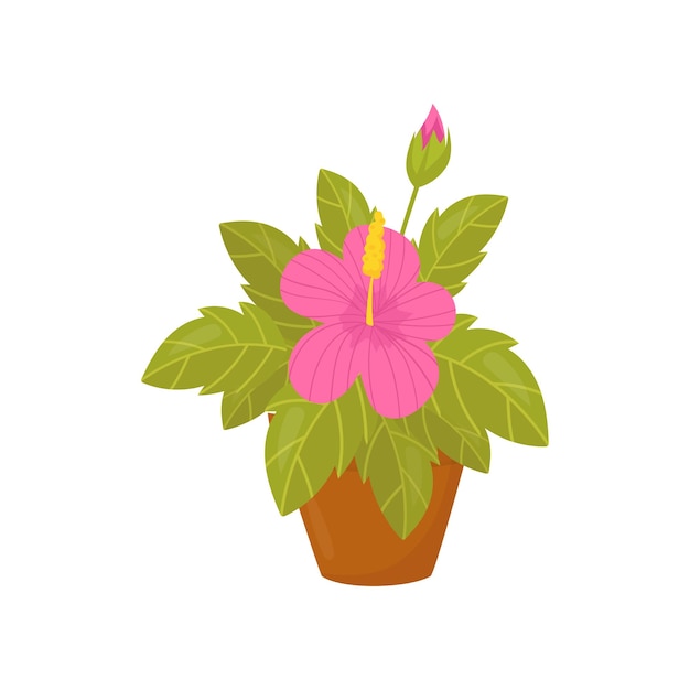 Houseplant with pink flowers and wide green leaves Flat vector icon of beautiful blooming plant in brown pot Home decor element