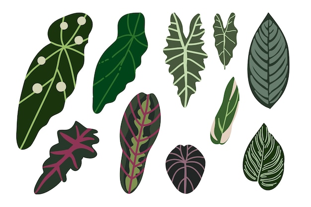 Vector houseplants leafs set tropical plants exotic flowers vector illustration