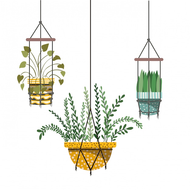 Houseplants on macrame hangers icon