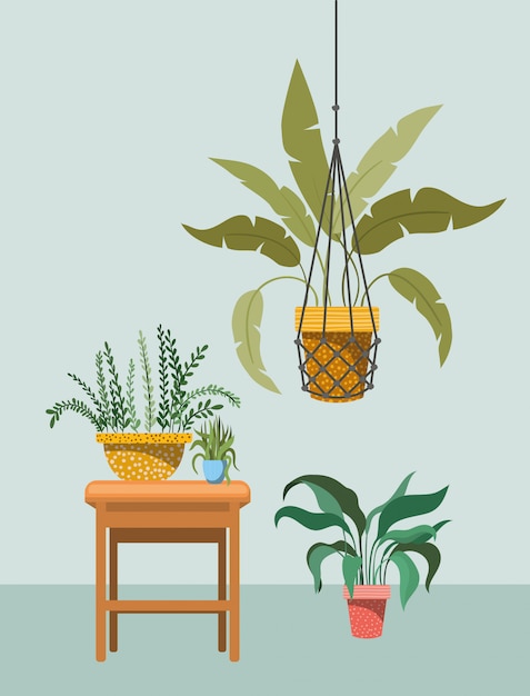 Vector houseplants in macrame hangers and wooden chair