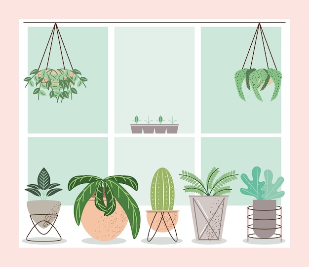 Houseplants in the window