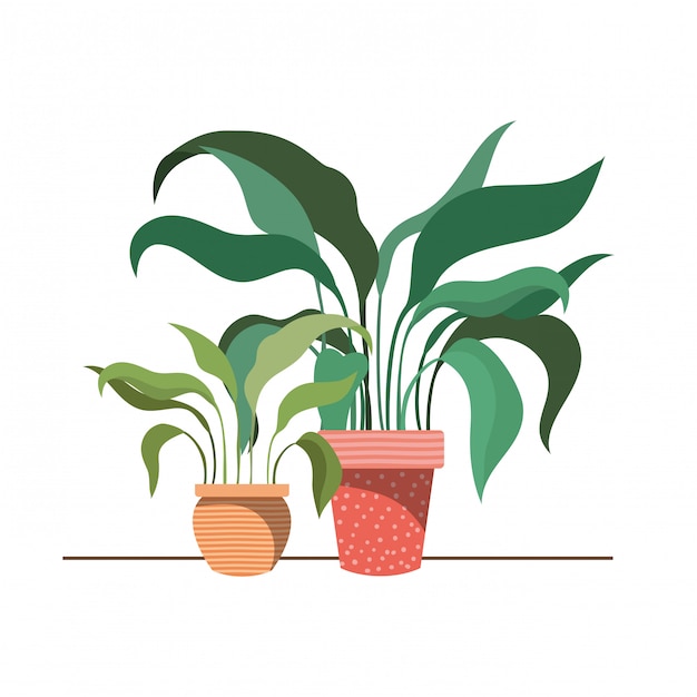 Houseplants with potted 