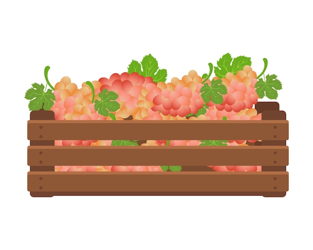 Houten kist met roze druiven Gezonde voeding fruit landbouw illustratie vector