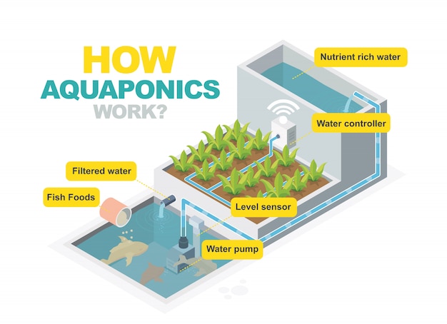 How aquaponics system work isometric