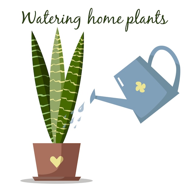 Huisplanten water geven Sansevieria in potten met gieter op wit Platte vectorillustratie Kamerplanten verzorgen