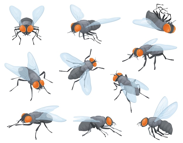 Vector huisvliegen huisvliegen binnenlandse vlieginsecten huisvlieg vliegen in en uit of zitten op de muur insectenkop met slurf kleine insectenvleugels lichaam ongedierte nette vectorillustratie van huisvlieg binnenlandse insecten