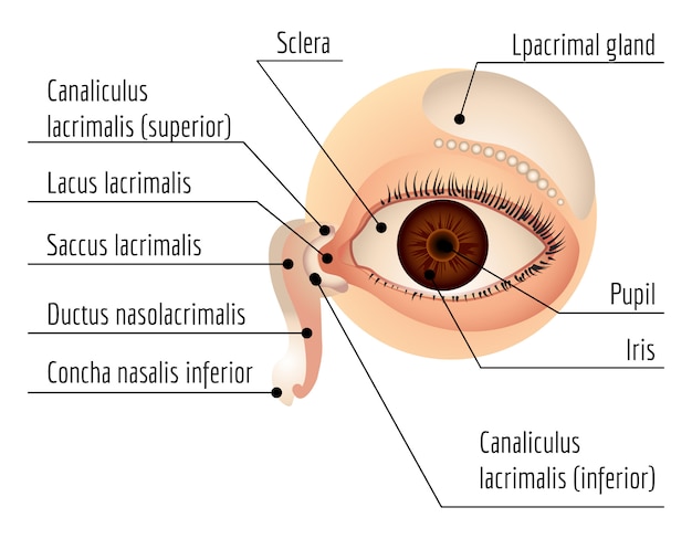 Humam eye infographic, cartoon stijl