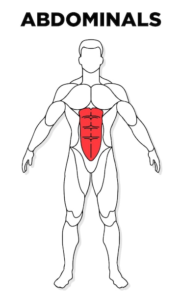 Vettore vettore del modello di anatomia maschile del muscolo addominale umano perfetto per la medicina della salute dell'illustrazione della palestra