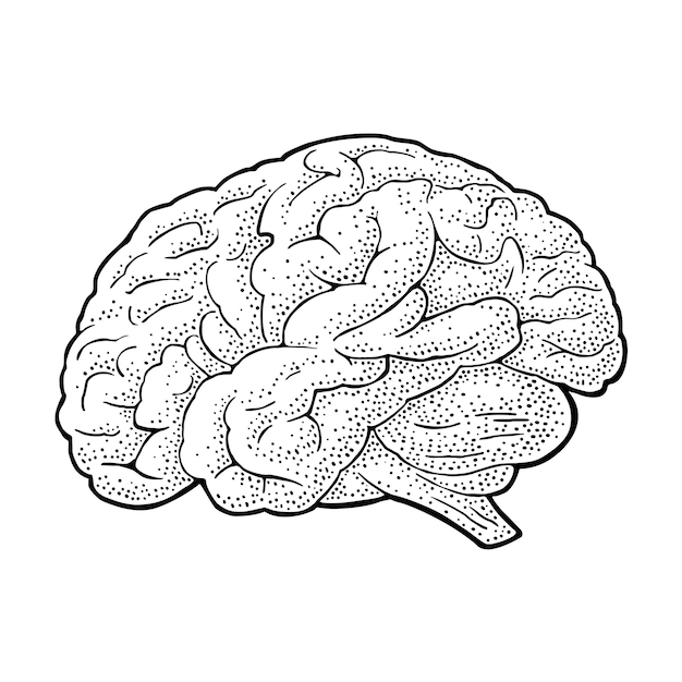 human anatomy brain vector black vintage engraving illustration isolated on a white background hand drawn design element for label poster web poster info graphic